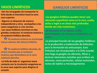 VASOS LINFÁTICOS
-Los ganglios linfáticos pueden tener una
ubicación superficial como en la cara, cuello,
axilas o ingle o en áreas más profundas
donde son más numerosos.
-Se disponen en la cabeza, cuello,
extremidades, en el tórax, el abdomen y la
pelvis.
-La principal función de los ganglios linfáticos
es la producción y maduración de linfocitos
para la formación de anticuerpos. Esos
linfocitos son incorporados a la linfa cuando
esta llega al ganglio vía aferente, filtrar y
destruir elementos extraños que arriban vía
aferente, como partículas, células tumorales,
restos de tejidos y microorganismos
-Son los encargados de transportar la
linfa desde el intersticio hacia la vena
cava superior.
-Algunos se disponen de manera
independiente y otros acompañan a los
vasos sanguíneos y a los nervios.
-Los vasos linfáticos terminan en dos
grandes conductos: el conducto torácico y
el conducto linfático derecho.
El conducto torácico es el principal
tronco colector del sistema linfático.
El conducto linfático derecho, de
menor tamaño que el conducto
torácico, que desemboca en la vena
subclavia derecha.
-La linfa de todo el organismo toma
contacto con la circulación sanguínea en
la vena cava superior para dirigirse al
corazón.
GANGLIOS LINFATICOS
 