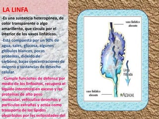 LA LINFA
-Es una sustancia heterogénea, de
color transparente o algo
amarillento, que circula por el
interior de los vasos linfáticos.
-Está compuesta por un 90% de
agua, sales, glucosa, algunos
glóbulos blancos, pocas
proteínas, dióxido de
carbono, bajas concentraciones de
oxígeno y sustancias de desecho
celular.
-Cumple funciones de defensa por
medio de los linfocitos, recupera el
líquido intersticial en exceso y las
proteínas de alto peso
molecular, vehiculiza desechos y
partículas extrañas y actúa como
transporte de los lípidos
absorbidos por las vellosidades del
 