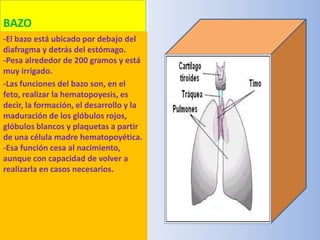 BAZO
-El bazo está ubicado por debajo del
diafragma y detrás del estómago.
-Pesa alrededor de 200 gramos y está
muy irrigado.
-Las funciones del bazo son, en el
feto, realizar la hematopoyesis, es
decir, la formación, el desarrollo y la
maduración de los glóbulos rojos,
glóbulos blancos y plaquetas a partir
de una célula madre hematopoyética.
-Esa función cesa al nacimiento,
aunque con capacidad de volver a
realizarla en casos necesarios.
 