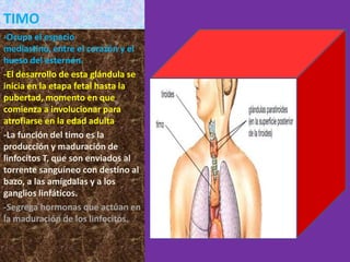 TIMO
-Ocupa el espacio
mediastino, entre el corazón y el
hueso del esternón.
-El desarrollo de esta glándula se
inicia en la etapa fetal hasta la
pubertad, momento en que
comienza a involucionar para
atrofiarse en la edad adulta.
-La función del timo es la
producción y maduración de
linfocitos T, que son enviados al
torrente sanguíneo con destino al
bazo, a las amígdalas y a los
ganglios linfáticos.
-Segrega hormonas que actúan en
la maduración de los linfocitos.
 