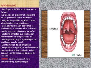 AMÍGDALAS
-Son órganos linfáticos situados en la
faringe.
-Su función es proteger al organismo
de los gérmenes (virus, bacterias,
hongos) que puedan ingresar por las
vías digestivas o respiratorias.
-Estas estructuras son pequeñas al
nacimiento, aumentan a los 5 años de
edad y luego se reducen de tamaño.
-Contiene linfocitos que reaccionan
rápidamente ante la presencia de
microorganismos que ingresen por las
cavidades bucal y nasal.
-La inflamación de las amígdalas
(amigdalitis o anginas) es un fenómeno
que puede ocurrir a cualquier edad,
aunque es más frecuente durante la
infancia.
Se presenta con fiebre,
decaimiento y dolor al tragar.
 