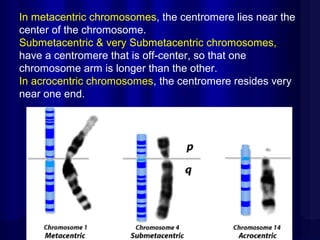 In metacentric chromosomes, the centromere lies near the
center of the chromosome.
Submetacentric & very Submetacentric chromosomes,
have a centromere that is off-center, so that one
chromosome arm is longer than the other.
In acrocentric chromosomes, the centromere resides very
near one end.

Mazen Zaharna Molecular
Biology 1/2009

 