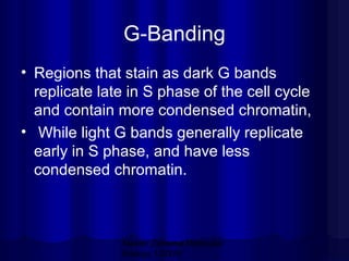 G-Banding
• Regions that stain as dark G bands
replicate late in S phase of the cell cycle
and contain more condensed chromatin,
• While light G bands generally replicate
early in S phase, and have less
condensed chromatin.

Mazen Zaharna Molecular
Biology 1/2009

 