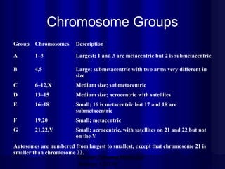 Chromosome Groups
Group Chromosomes

Description

A

1–3

Largest; 1 and 3 are metacentric but 2 is submetacentric

B

4,5

Large; submetacentric with two arms very different in
size

C

6–12,X

Medium size; submetacentric

D

13–15

Medium size; acrocentric with satellites

E

16–18

Small; 16 is metacentric but 17 and 18 are
submetacentric

F

19,20

Small; metacentric

G

21,22,Y

Small; acrocentric, with satellites on 21 and 22 but not
on the Y

Autosomes are numbered from largest to smallest, except that chromosome 21 is
smaller than chromosome 22.
Mazen Zaharna Molecular
Biology 1/2009

 