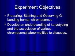 Experiment Objectives
• Preparing, Staining and Observing Gbanding human chromosomes
• Develop an understanding of karyotyping
and the association of various
chromosomal abnormalities to diseases.

Mazen Zaharna Molecular
Biology 1/2009

 