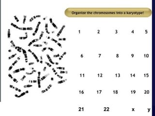 Mazen Zaharna Molecular
21
Biology 1/2009

22

x

y

 