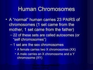 Human Chromosomes
• A “normal” human carries 23 PAIRS of
chromosomes (1 set came from the
mother, 1 set came from the father)
– 22 of these sets are called autosomes (or
“self chromosomes”)
– 1 set are the sex chromosomes
• A female carries two X chromosomes (XX)
• A male carries an X chromosome and a Y
chromosome (XY)
Mazen Zaharna Molecular
Biology 1/2009

 