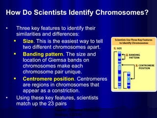 How Do Scientists Identify Chromosomes?
•

•

Three key features to identify their
similarities and differences:
 Size. This is the easiest way to tell
two different chromosomes apart.
 Banding pattern. The size and
location of Giemsa bands on
chromosomes make each
chromosome pair unique.
 Centromere position. Centromeres
are regions in chromosomes that
appear as a constriction.
Using these key features, scientists
match up the 23 pairs
Mazen Zaharna Molecular
Biology 1/2009

 
