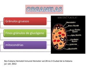 Gránulos gruesos
Finos gránulos de glucógeno
mitocondrias
Rev Cubana Hematol Inmunol Hemoter vol.28 no.3 Ciudad de la Habana
jul.-set. 2012
 
