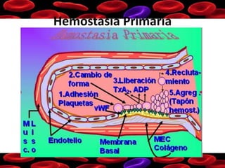 Hemostasia Primaria
 