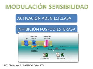 ACTIVACIÓN ADENILCICLASA
INHIBICIÓN FOSFODIESTERASA
INTRODUCCIÓN A LA HEMATOLOGIA 2008
 