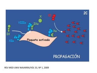 REV MED UNIV NAVARRA/VOL 53, Nº 1, 2009
 