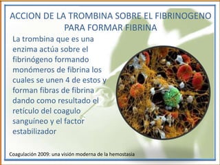 ACCION DE LA TROMBINA SOBRE EL FIBRINOGENO
PARA FORMAR FIBRINA
La trombina que es una
enzima actúa sobre el
fibrinógeno formando
monómeros de fibrina los
cuales se unen 4 de estos y
forman fibras de fibrina
dando como resultado el
retículo del coagulo
sanguíneo y el factor
estabilizador
Coagulación 2009: una visión moderna de la hemostasia
 