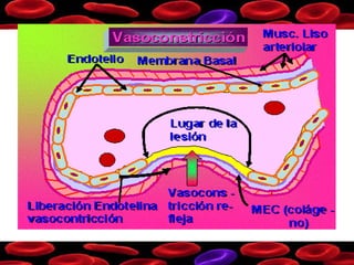 Vasoconstricción
 