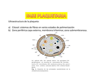 Ultraestructura de la plaqueta:
a) Citosol: sistemas de fibras en varios estados de polimerización
b) Zona periférica:capa externa, membrana trilaminar, zona submembranosa.
 