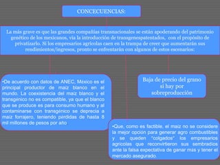 CONCECUENCIAS:
La más grave es que las grandes compañías transnacionales se están apoderando del patrimonio
genético de los mexicanos, vía la introducción de transgenespatentados, con el propósito de
privatizarlo. Si los empresarios agrícolas caen en la trampa de creer que aumentarán sus
rendimientos/ingresos, pronto se enfrentarán con algunos de estos escenarios:
Baja de precio del grano
si hay por
sobreproducción
•De acuerdo con datos de ANEC, México es el
principal productor de maíz blanco en el
mundo. La coexistencia del maíz blanco y el
transgénico no es compatible, ya que el blanco
que se produce es para consumo humano y al
contaminarse con transgénico se deprecia a
maíz forrajero, teniendo pérdidas de hasta 8
mil millones de pesos por año.
•Que, como es factible, el maíz no se considere
la mejor opción para generar agro combustibles
y se queden “colgados” los empresarios
agrícolas que reconvirtieron sus sembradíos
ante la falsa expectativa de ganar más y tener el
mercado asegurado.
 