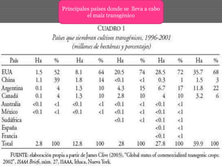 Principales países donde se lleva a cabo
el maíz transgénico
 