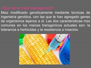 ¿Qué es el maíz transgénico?
Maíz modificado genéticamente mediante técnicas de
ingeniería genética, con las que le han agregado genes
de organismos lejanos a él. Las dos características más
comunes en los maíces transgénicos actuales son: la
tolerancia a herbicidas y la resistencia a insectos.
 