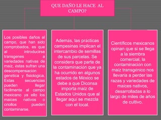 QUE DAÑO LE HACE AL
CAMPO?
Los posibles daños al
campo, que han sido
comprobados, es que
al introducirse
transgenes a
variedades nativas de
maíz, éstas sufran una
descompensación
genética y fisiológica.
Estas secuencias
pueden llegar
fácilmente al campo
mexicano ya ello los
maíces nativos o
criollos pueden
contaminarse.
Además, las prácticas
campesinas implican el
intercambio de semillas
de sus parcelas. Se
considera que parte de
la contaminación que ya
ha ocurrido en algunos
estados de México se
debe a que Diconsa
importa maíz de
Estados Unidos que al
llegar aquí se mezcla
con el local.
Científicos mexicanos
opinan que si se llega
a la siembra
comercial, la
contaminación con
maíz transgénico nos
llevaría a perder las
razas y variedades de
maíces nativos,
desarrolladas a lo
largo de miles de años
de cultivo.
 