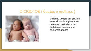DICIGOTOS ( Cuates o mellizos )
Diciendo de qué tan próximo
entre sí sea la implantación
de estos blastocistos, los
embriones pueden o no
compartir anexos
 