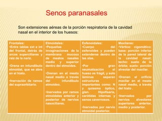 Compuesta por cartílago.