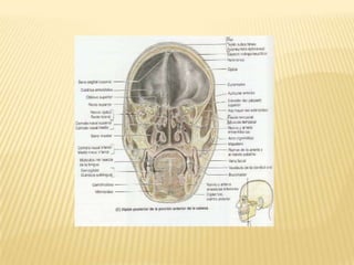  Varía en la forma y el tamaño.