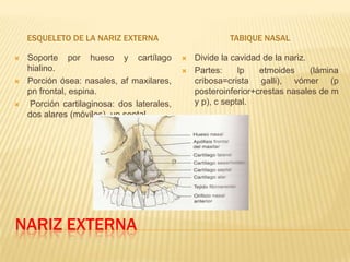 Vascularización e inervación de la nariz