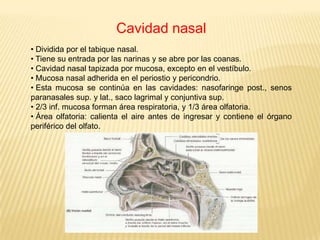 Senos paranasalesPor:Luis Germán Vivanco Burneo
