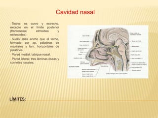 Generalidades Porción del tracto respiratorio superior al paladar duro.