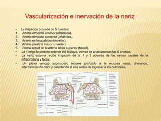 Formada por nariz externa y cavidad nasal.