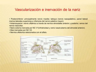 Con funciones: olfación, respiración, filtración del polvo, humidificación del aire, recepción y eliminación de secreción.Narizexterna Porción visible que se proyecta desde la cara.