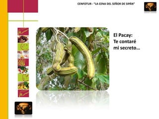 CENFOTUR - “LA CENA DEL SEÑOR DE SIPÁN”El Pacay: Te contaré mi secreto…