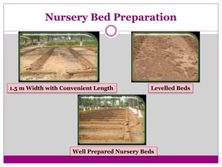 Nursery Bed Preparation
1.5 m Width with Convenient Length Levelled Beds
Well Prepared Nursery Beds
 