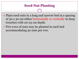 Seed Nut Planting
 Plant seed nuts in a long and narrow bed at a spacing
of 30 x 30 cm either horizontally or vertically in deep
trenches with 20-25 cm depth.
 Five rows of nuts may be planted in each bed
accommodating 50 nuts per row.
 