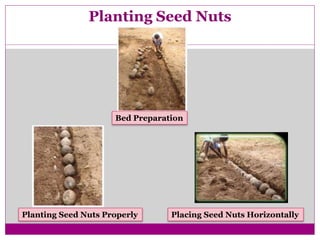 Planting Seed Nuts
Bed Preparation
Planting Seed Nuts Properly Placing Seed Nuts Horizontally
 