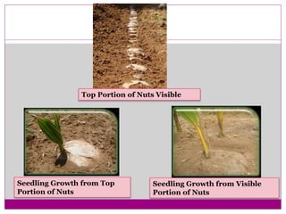 Top Portion of Nuts Visible
Seedling Growth from Top
Portion of Nuts
Seedling Growth from Visible
Portion of Nuts
 