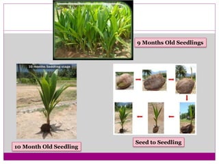 9 Months Old Seedlings
10 Month Old Seedling
Seed to Seedling
 