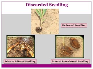 Discarded Seedling
Deformed Seed Nut
Disease Affected Seedling Stunted Root Growth Seedling
 