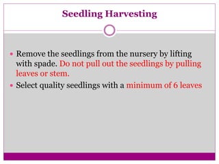 Seedling Harvesting
 Remove the seedlings from the nursery by lifting
with spade. Do not pull out the seedlings by pulling
leaves or stem.
 Select quality seedlings with a minimum of 6 leaves
 