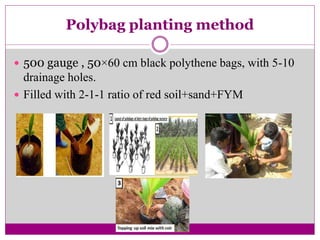 Polybag planting method
 500 gauge , 50×60 cm black polythene bags, with 5-10
drainage holes.
 Filled with 2-1-1 ratio of red soil+sand+FYM
 