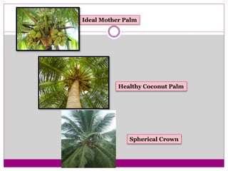 Ideal Mother Palm
Healthy Coconut Palm
Spherical Crown
 