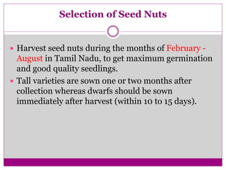 Selection of Seed Nuts
 Harvest seed nuts during the months of February -
August in Tamil Nadu, to get maximum germination
and good quality seedlings.
 Tall varieties are sown one or two months after
collection whereas dwarfs should be sown
immediately after harvest (within 10 to 15 days).
 
