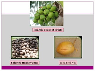 Selected Healthy Nuts Ideal Seed Nut
Healthy Coconut Fruits
 