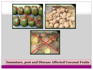 Immature, pest and Disease Affected Coconut Fruits
 