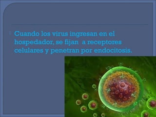  Cuando los virus ingresan en el
hospedador, se fijan a receptores
celulares y penetran por endocitosis.
 
