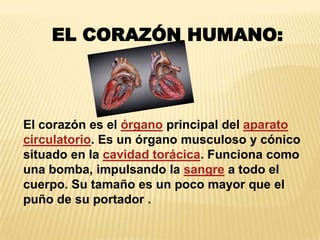 EL CORAZÓN HUMANO:
El corazón es el órgano principal del aparato
circulatorio. Es un órgano musculoso y cónico
situado en la cavidad torácica. Funciona como
una bomba, impulsando la sangre a todo el
cuerpo. Su tamaño es un poco mayor que el
puño de su portador .
 