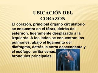 UBICACIÓN DEL
CORAZÓN
El corazón, principal órgano circulatorio
se encuentra en el tórax, detrás del
esternón, ligeramente desplazado a la
izquierda. A los lados se encuentran los
pulmones, abajo el ligamento del
diafragma, detrás la aorta descendente y
el esófago, arriba venas, arterias y
bronquios principales.
 
