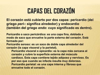CAPAS DEL CORAZÓN
El corazón está cubierto por dos capas: pericardio (del
griego peri-: significa alrededor) y endocardio
(también del griego endo: cuyo significado es dentro).
Pericardio o saco pericárdico: es una capa fina, doblada a
modo de saco que envuelve la parte externa del corazón. Está
formado por:
Pericardio seroso: es un saco de doble capa alrededor del
corazón (la capa visceral y la parietal).
Pericardio visceral o epicardio: es la capa más cercana al
corazón y cubre la superficie externa del músculo
cardíaco. Esta capa contiene tejido adiposo y nervioso. Es
por eso que cuando se infecta resulta muy doloroso.
Pericardio parietal: es una capa interna y fibrosa que
envuelve todo el corazón.
 