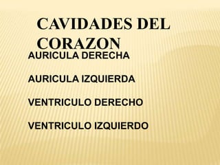 CAVIDADES DEL
CORAZON
AURICULA DERECHA
AURICULA IZQUIERDA
VENTRICULO DERECHO
VENTRICULO IZQUIERDO
 