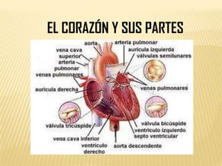 EL CORAZÓN Y SUS PARTES
 